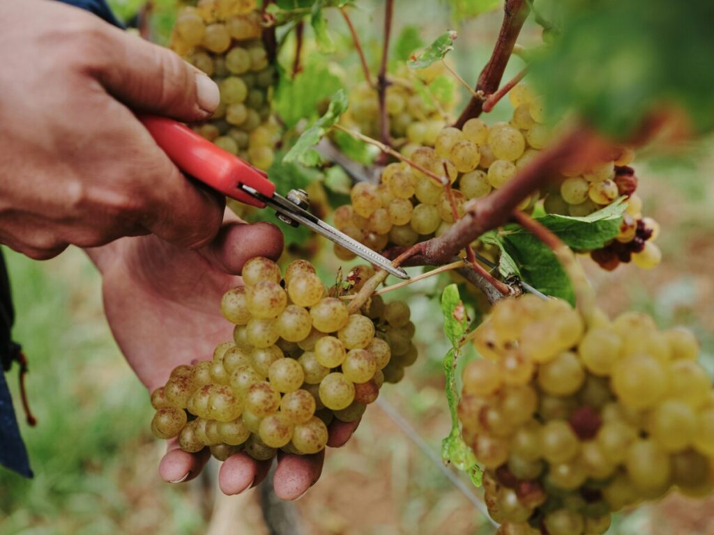 Viticultura y Enología