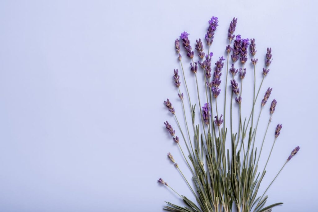 Lavanda y lila