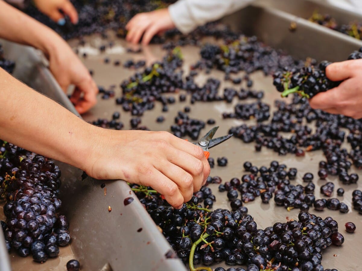 Imagen destacada de “Funciones del profesional de viticultura en la producción vinícola”